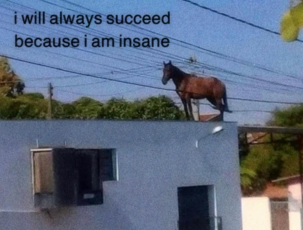 A horse, standing on the corner of a flat roof on a white rendered building. Many power lines are overhead. The image is captioned "i will always succeed because i am insane"